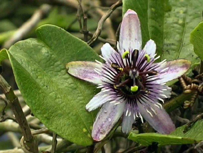 Égerlevelű golgotavirág, Passiflora alnifolia, fagyérzékeny, gyümölcs